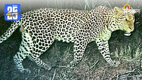 Leopard