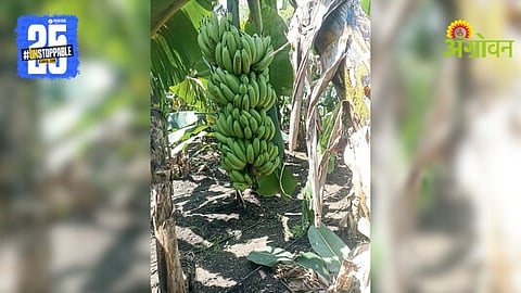 Banana Prices