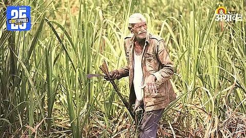 Sugarcane Farmers