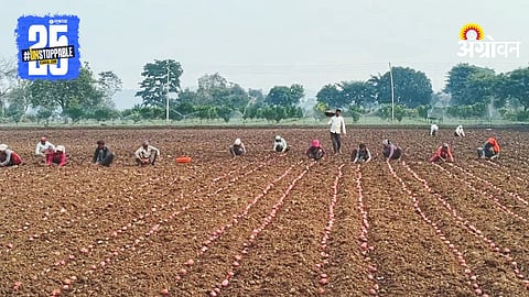 Onion Farming