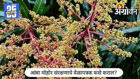 Mango Orchard Management