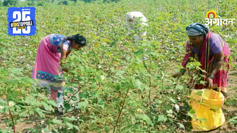 Cotton Farming