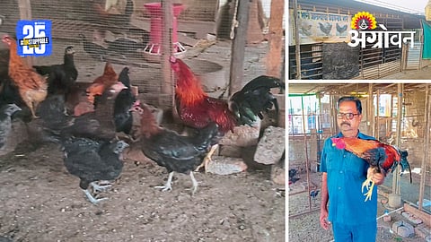 Poultry Farming