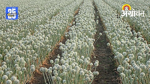 how to produce onion seeds