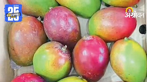 Mango Import
