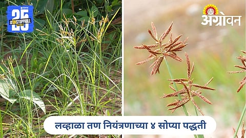 Cyprus Rotundus Management