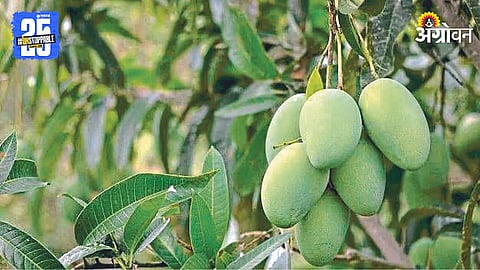 Mango Farmers