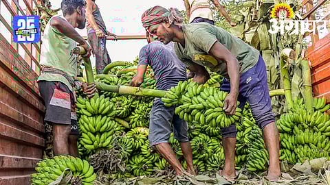 Banana Farmers: आंध्र प्रदेशात केळीचा भाव कोसळला; जगनमोहन रेड्डींचा सरकारवर हल्लाबोल