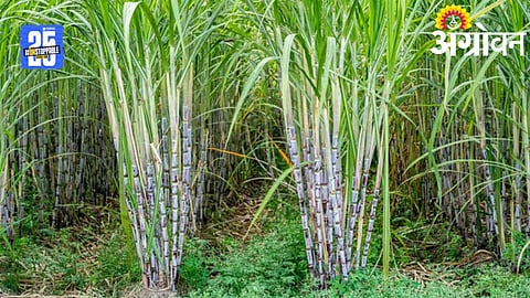 Sugarcane Farming