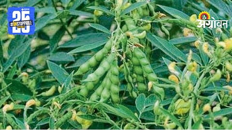 Pigeon Pea Farming