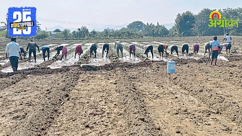 Rabi Sowing