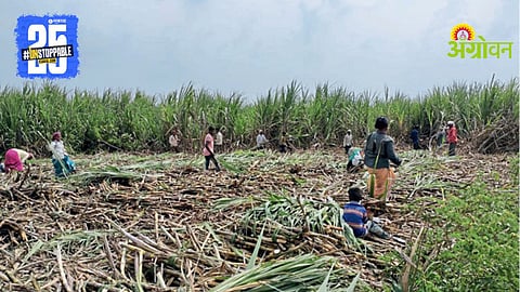 Sugarcane Harvesting