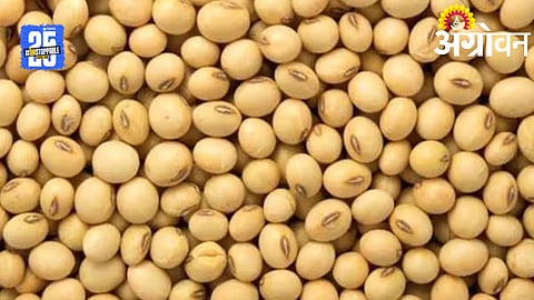 Soybean Crisis