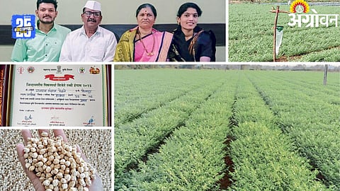 Kabuli Chana Farming: काबुली हरभरा शेती केली यशस्वी