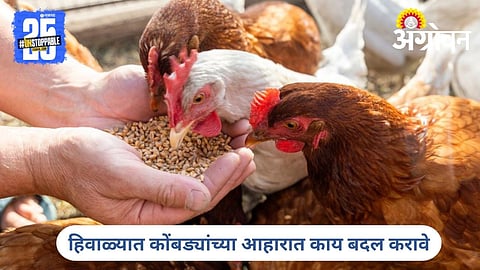 Poultry Nutrition