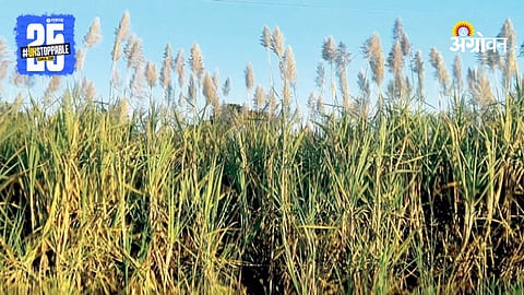 Sugarcane Crop
