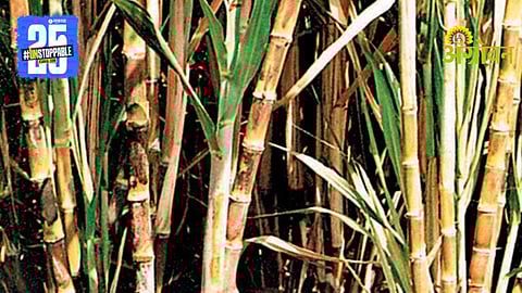 Sugarcane Farmers