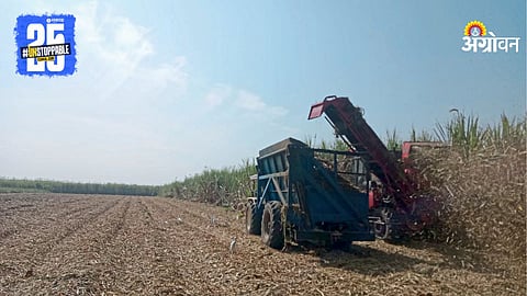 Sugarcane Harvesting