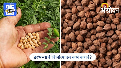 Seed Production Plot