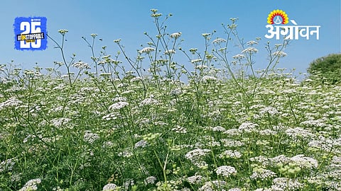 Ajwain Farming