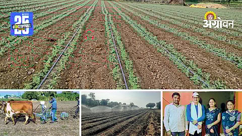 Kabuli Chana Farming