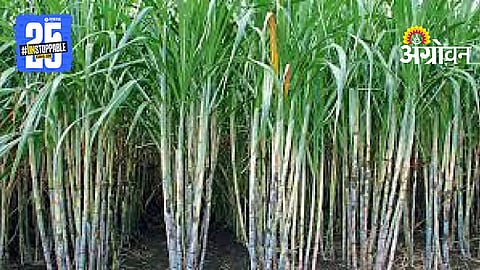 Sugarcane Price Protest