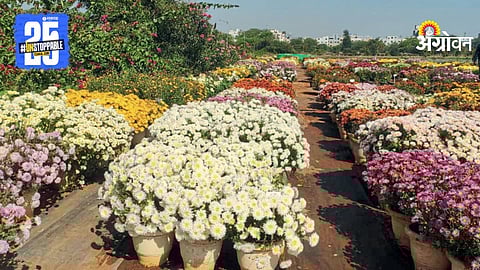 Flower Farming