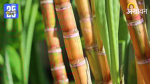 Sugarcane Payment