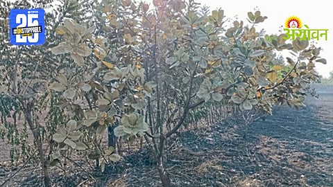 Cashew Orchard Fire