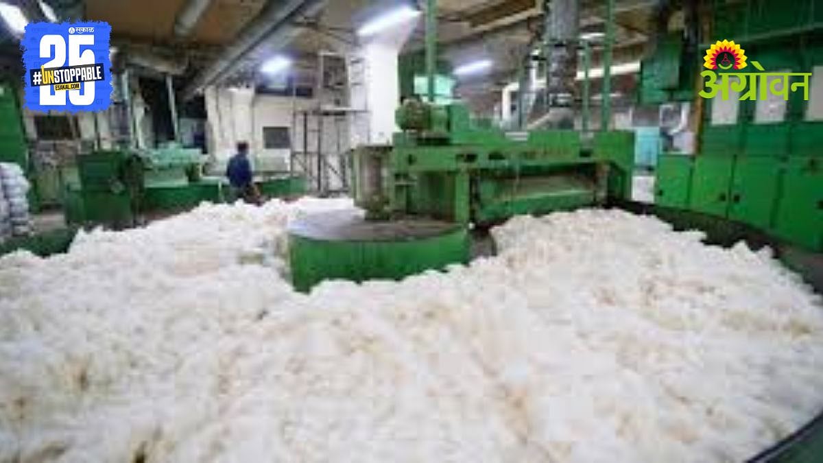 Cotton Processing Industry| अचलपुरातील कापूस प्रक्रिया उद्योगाची चाके ...