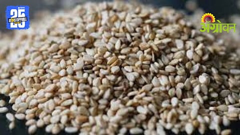 Sesame Seeds Scheme