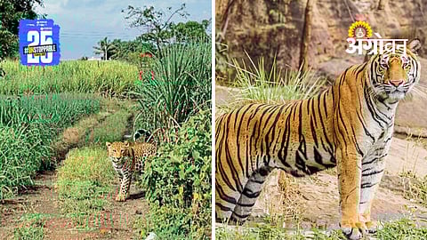 Human Wildlife Conflict