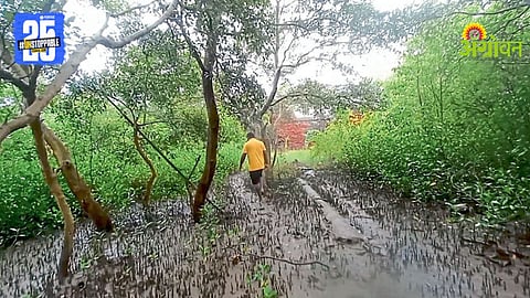 Mangrove Tree cutting