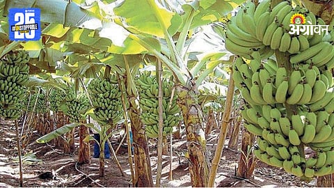 Banana Plantation