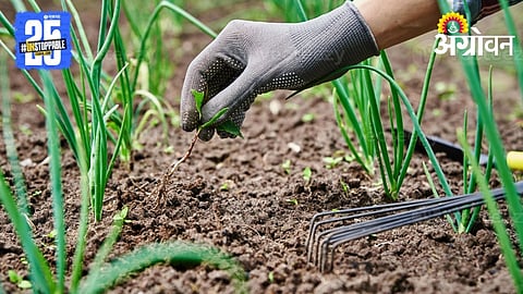 rabi onion practices