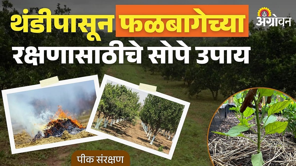 fruit orchard cold protection: थंडीपासून फळबागेच्या रक्षणासाठीचे सोपे ...