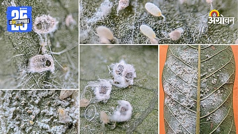 Whitefly Infestation