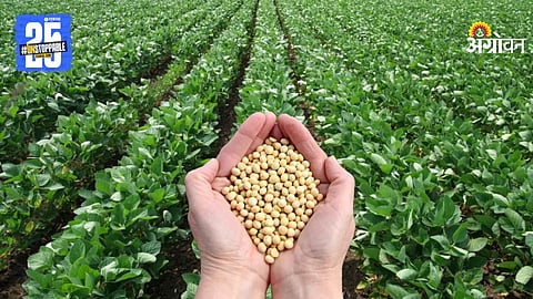 Soybean Farming