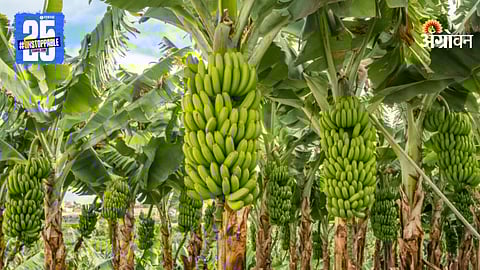 Banana Farming