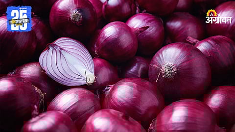 Onion 