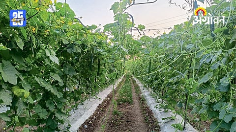 Vegetable Farming