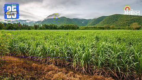 Sugarcane Farming