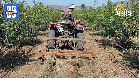 Pomegranate Farming