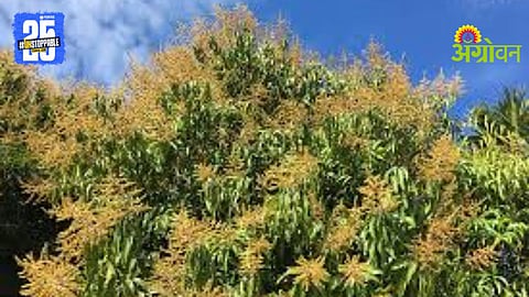 Mango Flowering