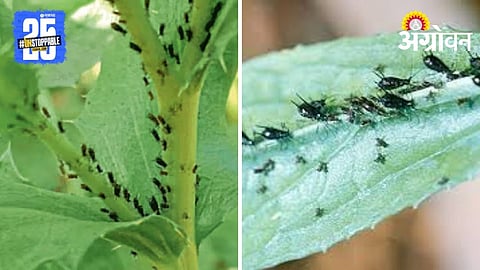 Safflower Aphids 