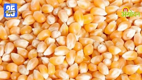Maize Procurement