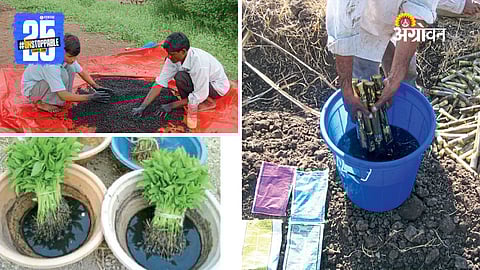 Bio Fertilizers