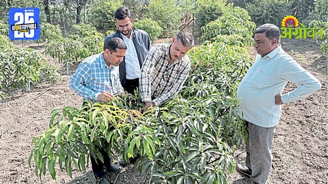 Kesar Mango Farming
