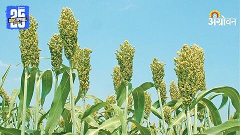 Rabi Sowing Statistics