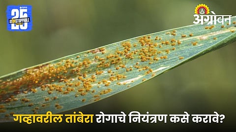 Rust Disease Symptoms